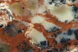 Polished Wanong Dendritic Opal Slab - Australia #96275-1